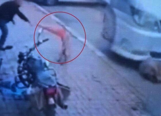 Afyonkarahisar’da köpeğe şiddet: Biri ezdi, diğeri duba fırlattı