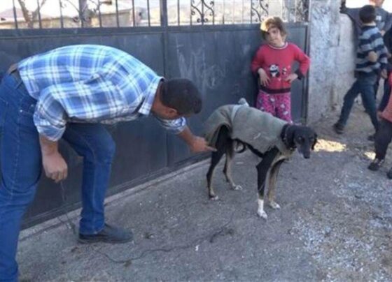 Aksaray’da şaka gibi olay! Köpek kümese girip yumurtaları yedi… İki aile birbirine girdi