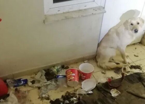 Balkonda 10 gün aç ve susuz bırakılan köpek kurtarıldı