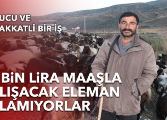 Çobanlık yapacak eleman bulamıyorlar: ’10 bin lira maaş veriyoruz’