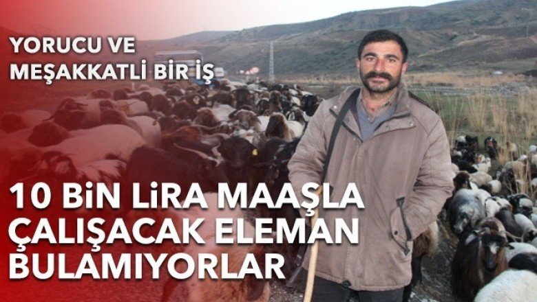 Çobanlık yapacak eleman bulamıyorlar: ’10 bin lira maaş veriyoruz’