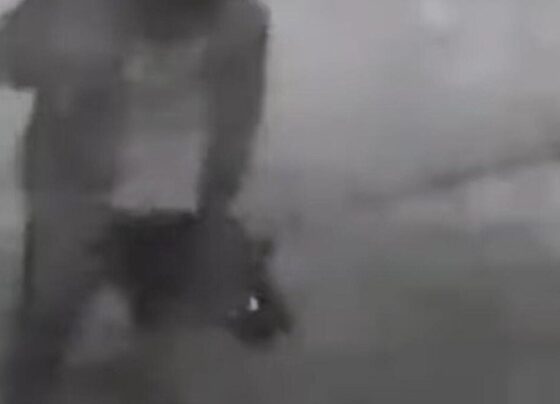 Daha önce bir kediyi öldürmüştü… Şimdi de köpeğe işkenceden serbest!
