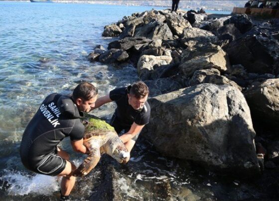 İskenderun Körfezi’nde ölü caretta caretta bulundu