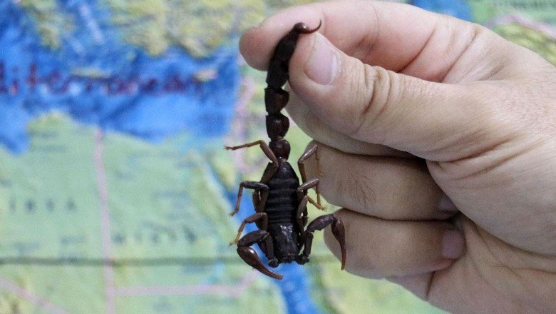 Kara Akrep türünün Türkiye’ye özgü olduğu anlaşıldı