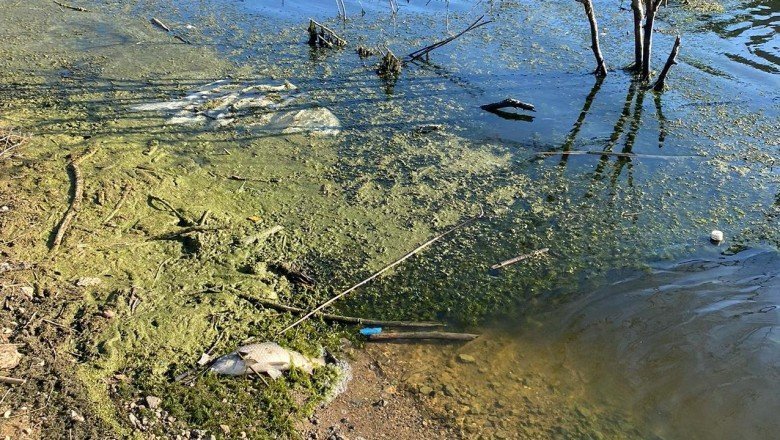 Karabük’te balık ölümleri tedirgin etti: İnceleme başlatıldı