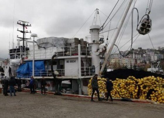 Karadeniz'de boy sınırı altında hamsi avı tehlikesi