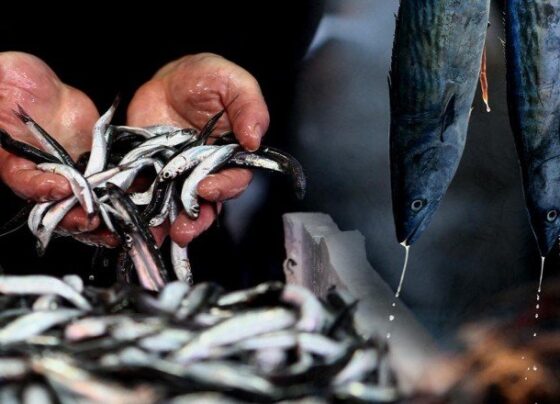 Karadeniz’de hamsi erken tükendi: Kilosu 40 liraya yükseldi