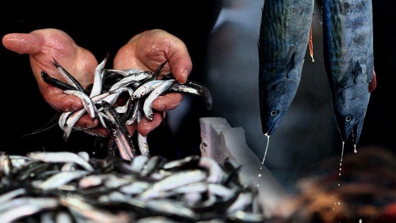 Karadeniz’de hamsi erken tükendi: Kilosu 40 liraya yükseldi