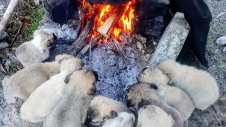 Lessi’nin yavrularının ısınma keyfi