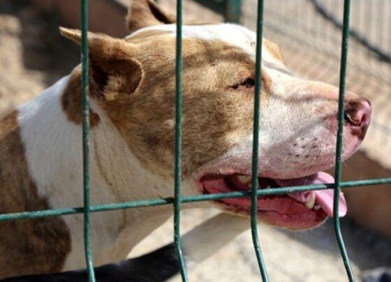 Tehlikeli köpek ırklarına yenileri eklendi