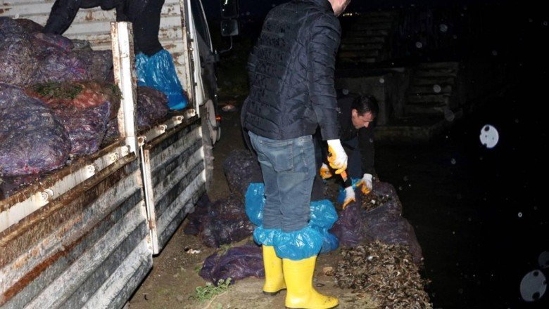 Yalova’da 8 ton midye ele geçirildi