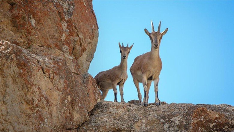 Karanlıkdere Kanyonu’na 11 yaban keçisi daha bırakıldı