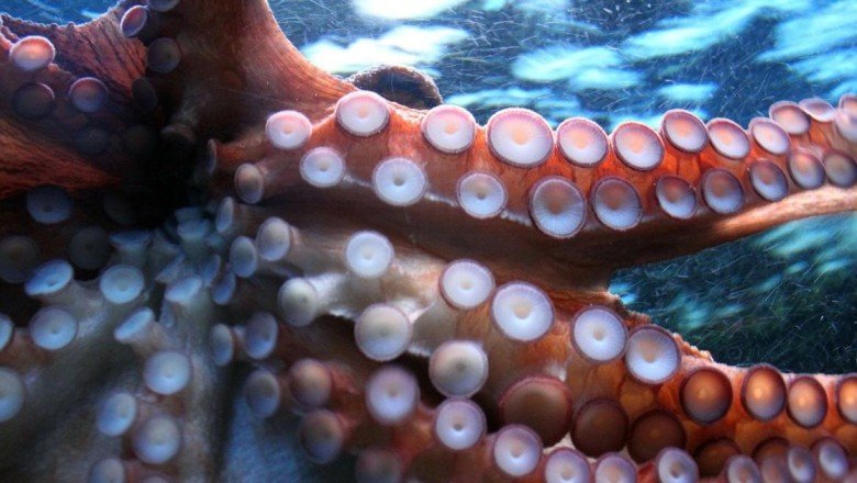 Ahtapotların çiftleştikten sonra kendilerini neden yok ettiği ortaya çıktı