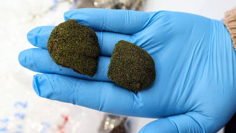 Akdeniz bitki örtüsü 100 sene sonra Karadeniz’de görülebilir