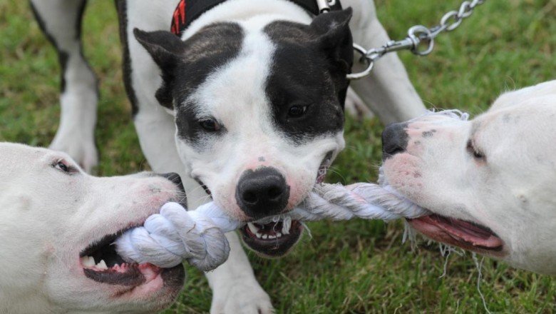 Köpeklerin cinsinin, davranışlarını çok da etkilemediği tespit edildi