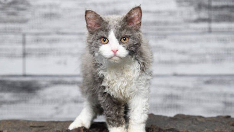 Selkirk Rex Cinsi Kediler Kalça Displazisi Hastalığı Nedir?