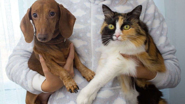 🐶🐱 Yargıtay’dan Emsal Karar! Sitelerde Evcil Hayvan Beslemek Yasak mı?