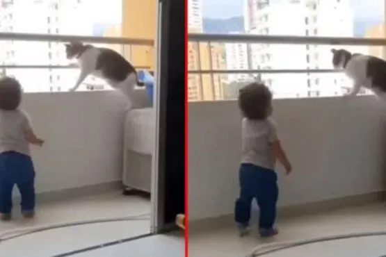 Yürümeye başlayan bebek balkondan sarkmaya çalıştı, kedinin hareketi boğazları düğümledi