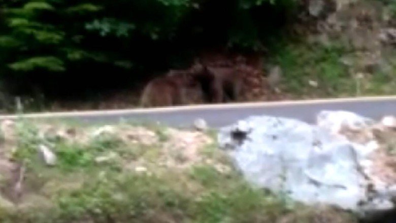 Kara yolu kenarında ayılar kavga etti