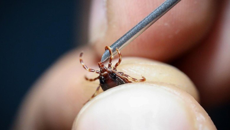 Dünyanın yüzde 14’ünden fazlası Lyme hastalığına yakalandı