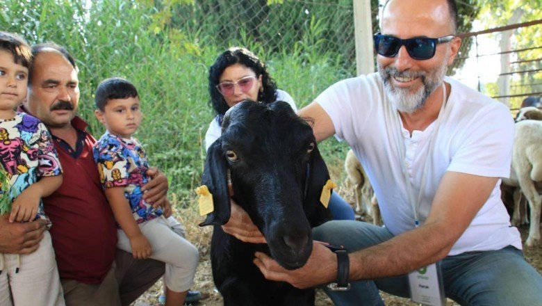 Kaçarak denize atlayan keçi ‘Ferdinand’a komşu olacak