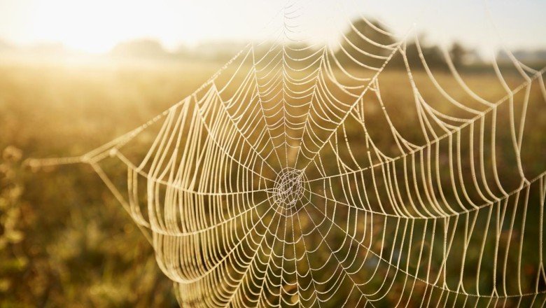 Örümcek ağları büyük bir plastik kirliliğine ev sahipliği yapıyor