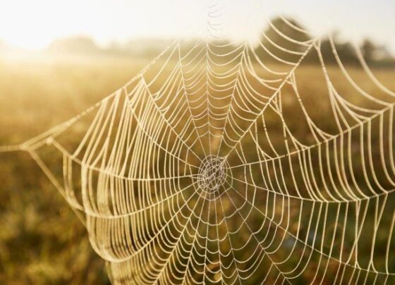 Örümcek ağları büyük bir plastik kirliliğine ev sahipliği yapıyor