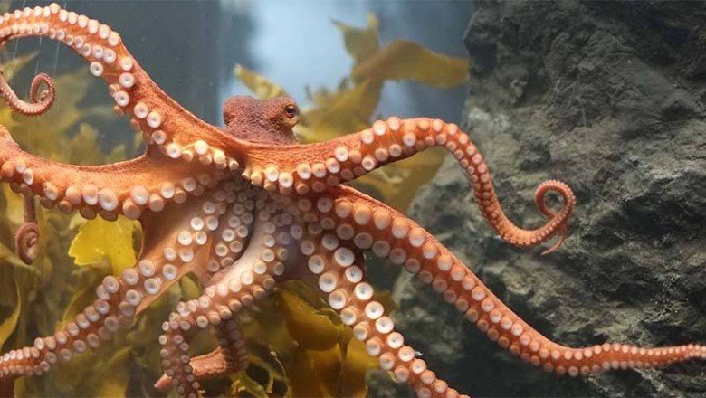 Ahtapotun Kaç Kalbi, Beyni, Kolu Ve Ayağı Var?