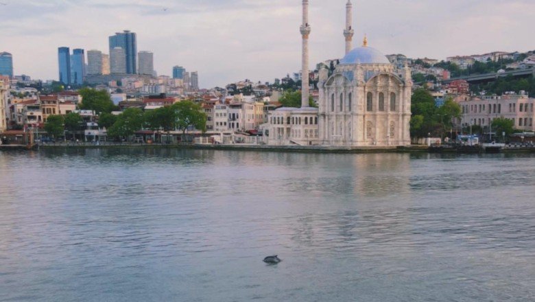 Yunuslar İstanbul Boğazı’nı süsledi