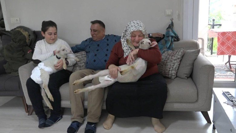 Annesiz kalan ikiz kuzulara evlerini açtılar