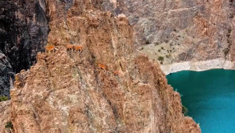 Yaban keçilerinin zorlu tırmanışları dronla görüntülendi