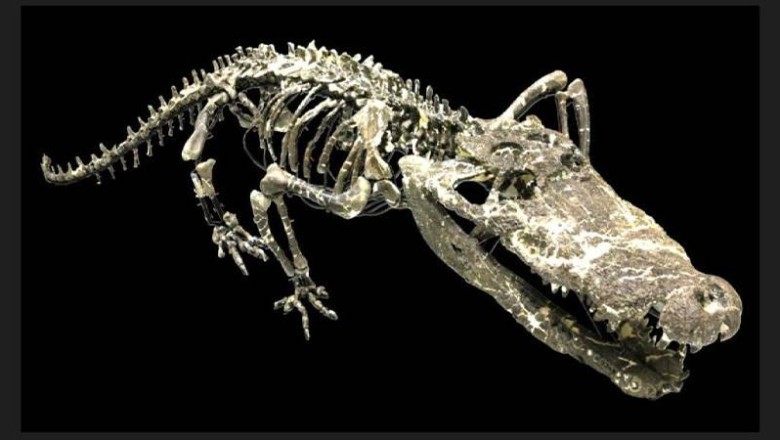 Dinozorlarla beraber yaşamış dev bir timsah keşfedildi: “Isırığı çok güçlü”