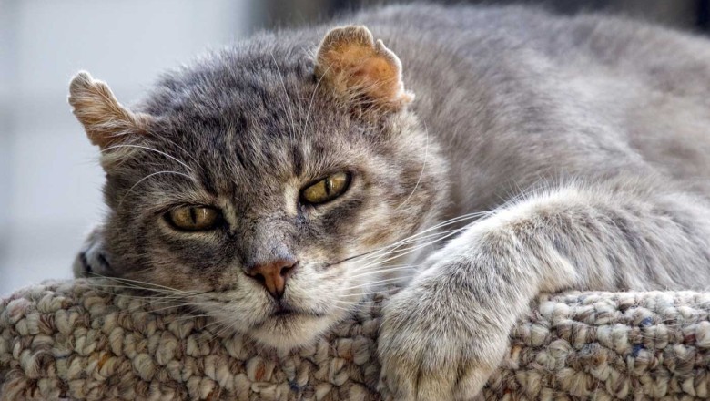 Kedi Davranışındaki Değişiklikler