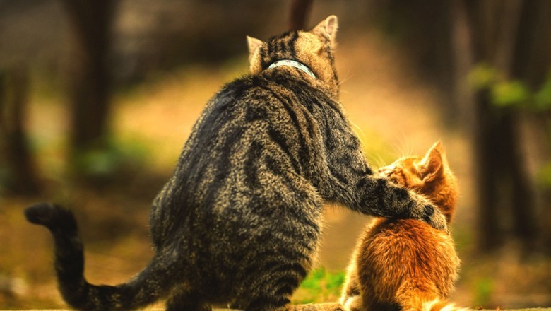 Kedi Davranışları ve Anlamları