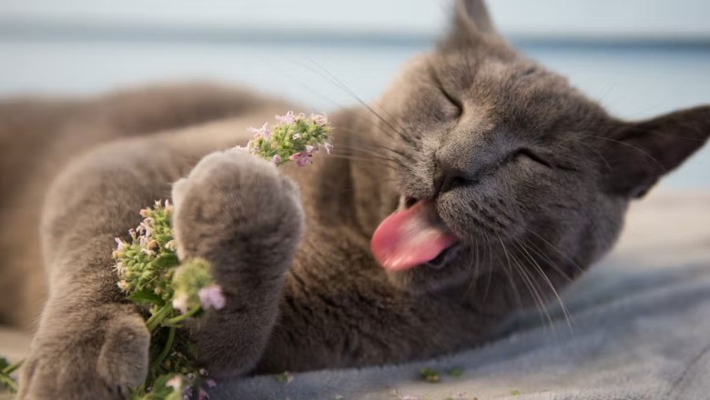 Kedi Nanesi Nedir? Nasıl Kullanılır? Kedi Nanesi Zararlı Mı?