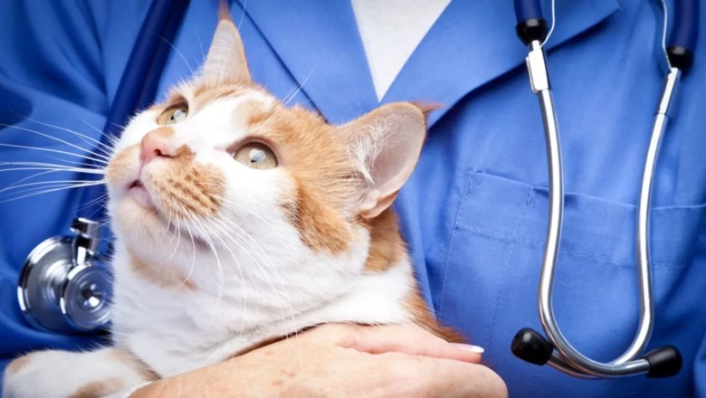 Kedi Zehirlenme Belirtileri ve Tedavi İpuçları, Kedim Zehirlenirse Ne Yapmalıyım?