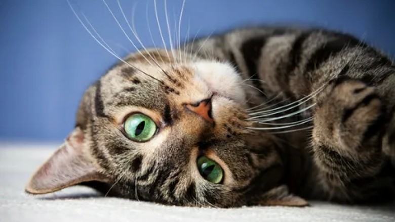 Kediler Kaç Yıl Yaşar? Kedi ırkları ve Ortalama Yaşam Süresi