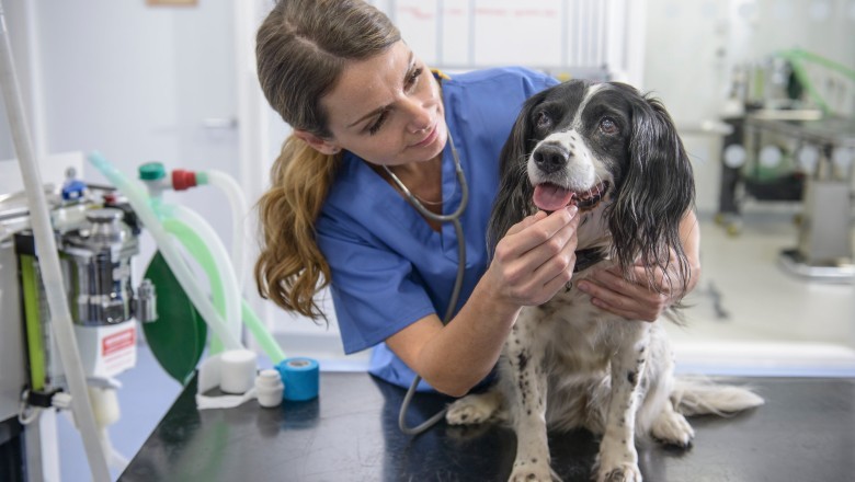 Köpeklerde Lyme Hastalığı Belirtileri ve Önlenmesi