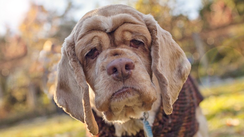 Yaşlı Köpeklerin Genç Hissetmesini Sağlayacak Yöntemler