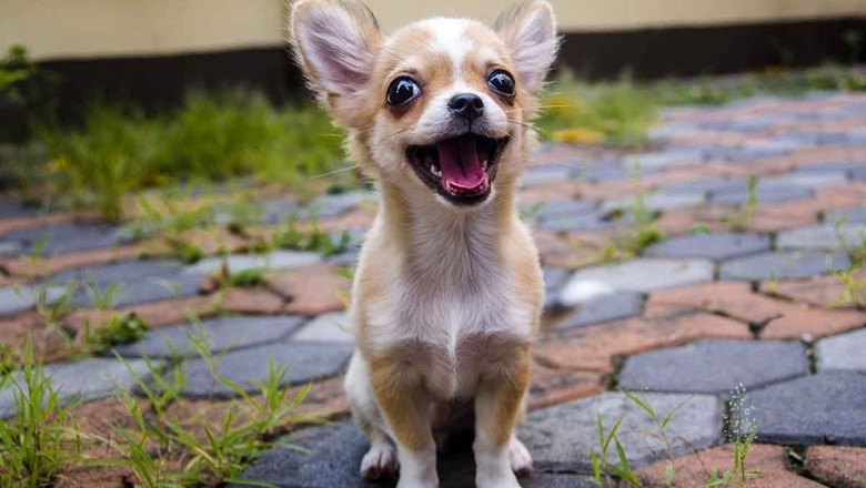 Yavru Köpekler Ne Zaman Dışarı Çıkabilir?