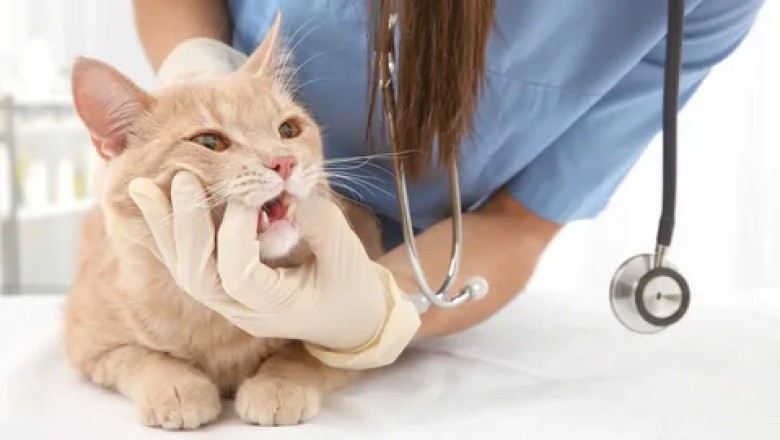 Kedilerin Pire ve Kenelerden Korunması: Sağlıklı ve Rahat Bir Kedi İçin İpuçları