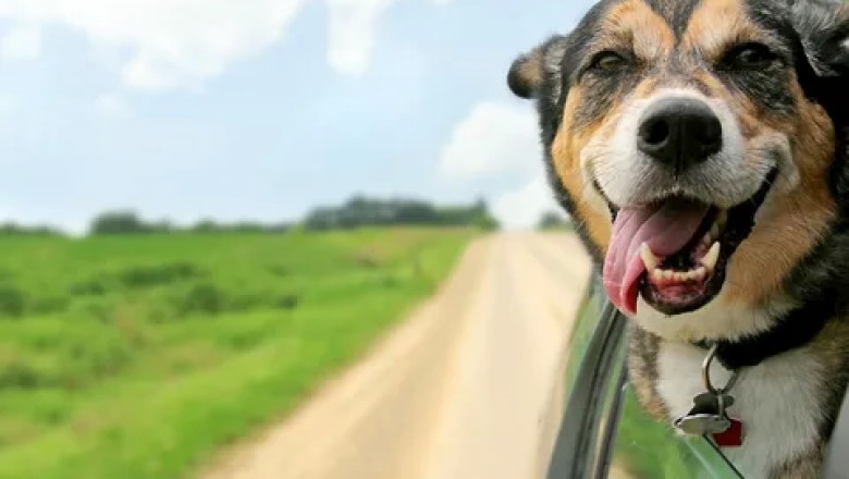 Köpeklerin Enerji Gereksinimleri ve Aktif Tutma Yöntemleri: Sağlıklı ve Mutlu Bir Köpek İçin
