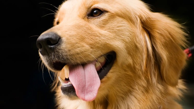 Köpeklerin Farklı Irkları ve Özellikleri: Hangi Köpek İrki Size Uyar?
