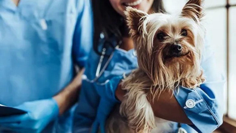 Köpeklerin Sağlık Sorunları ve Önleyici Bakımı: Sağlıklı ve Mutlu Bir Köpek İçin İpuçları