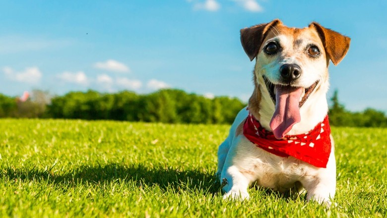 Köpeklerin Sosyalizasyonu ve Sosyal İhtiyaçları: Mutlu ve Dengeli Bir Köpek Yetiştirmek İçin İpuçları