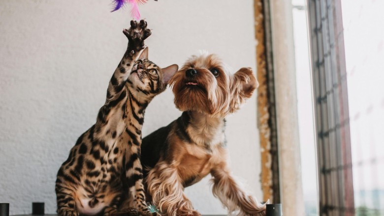 Kediler mi Daha Komik, Köpekler mi? Hadi Tartışalım!
