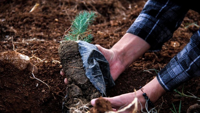 Milli Ağaçlandırma Günü’nde 6 ilde 77 bin 200 fidan toprakla buluşturulacak