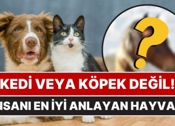 Kedi veya Köpek Değil! İnsan Duygularını Anında Algılayan Hayvan Ortaya Çıktı