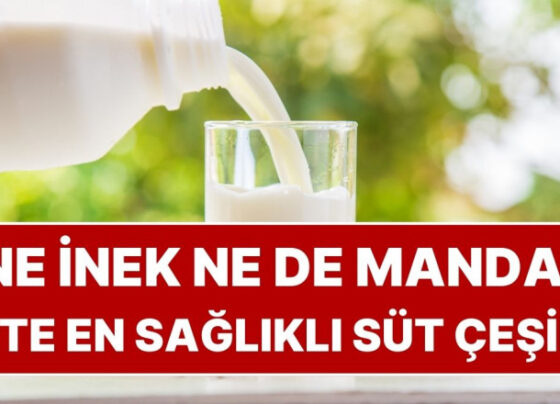 Ne İnek Ne de Manda: En Sağlıklı Süt Çeşidi Meğerse Bambaşkaymış
