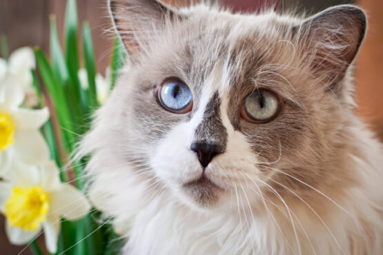 Kedi ve Köpeklerde Tüy Dökülmesi Ne Zaman Tehlikelidir? Ne Zaman Veterinere Gidilmeli?